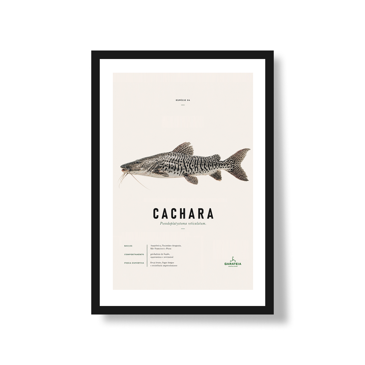 Poster Cachara*
