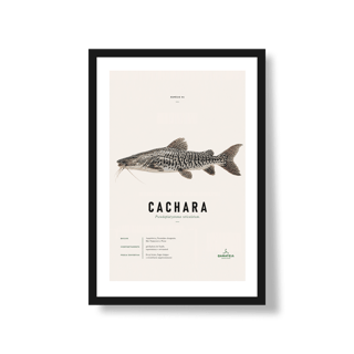 Poster Cachara*