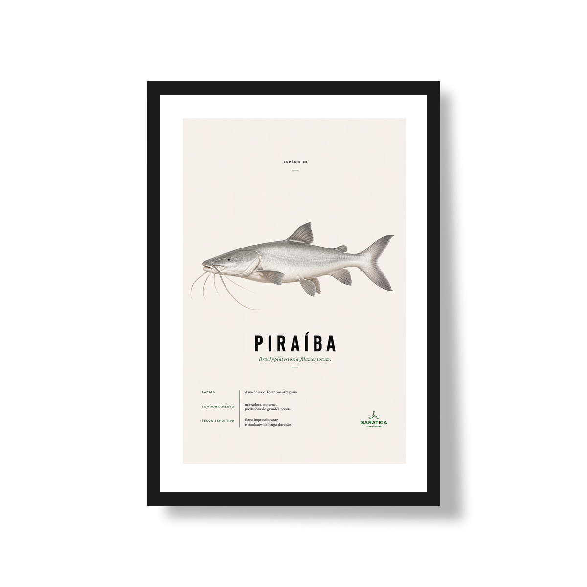 Poster Piraíba*