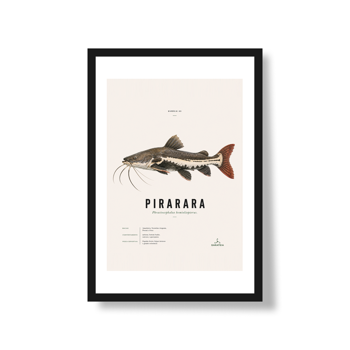 Poster Pirarara*