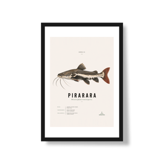 Poster Pirarara*
