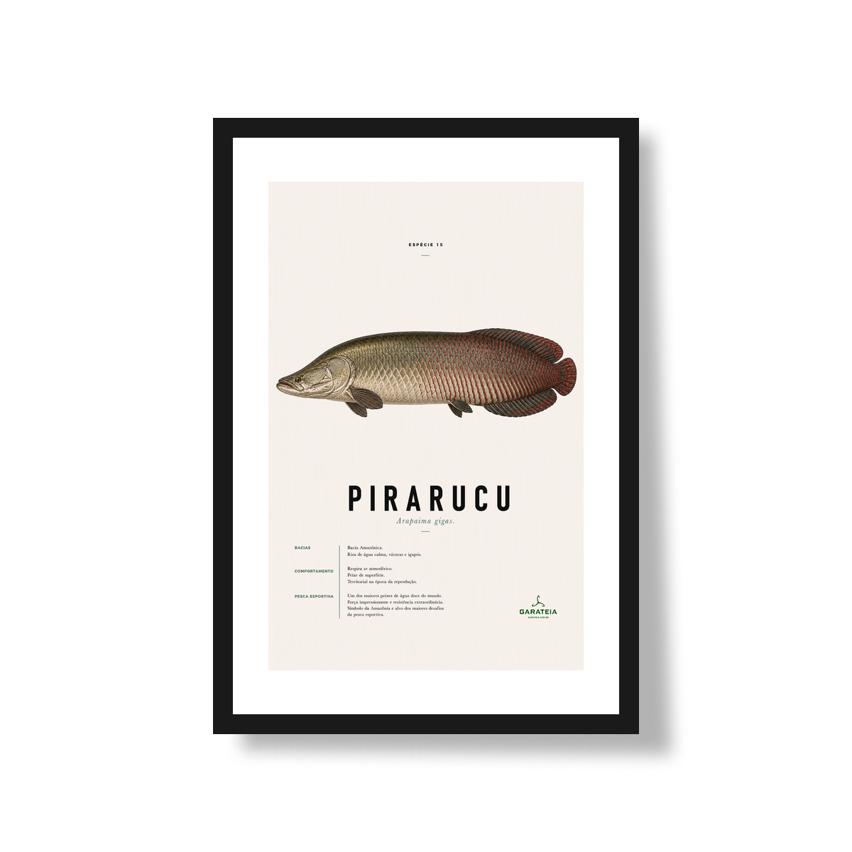 Poster Pirarucu*