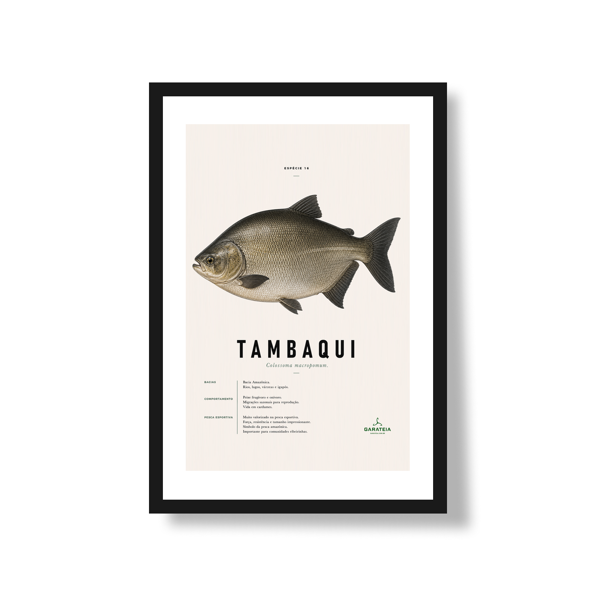 Poster Tambaqui*