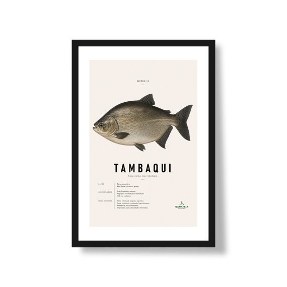 Poster Tambaqui*