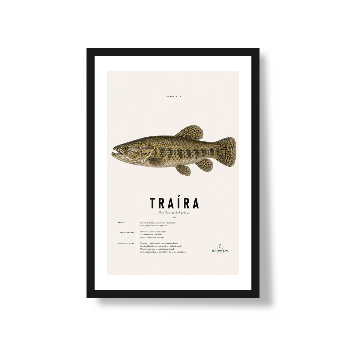 Poster Traíra*