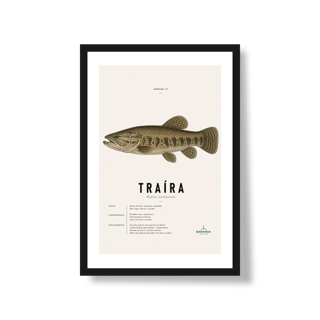 Poster Traíra*