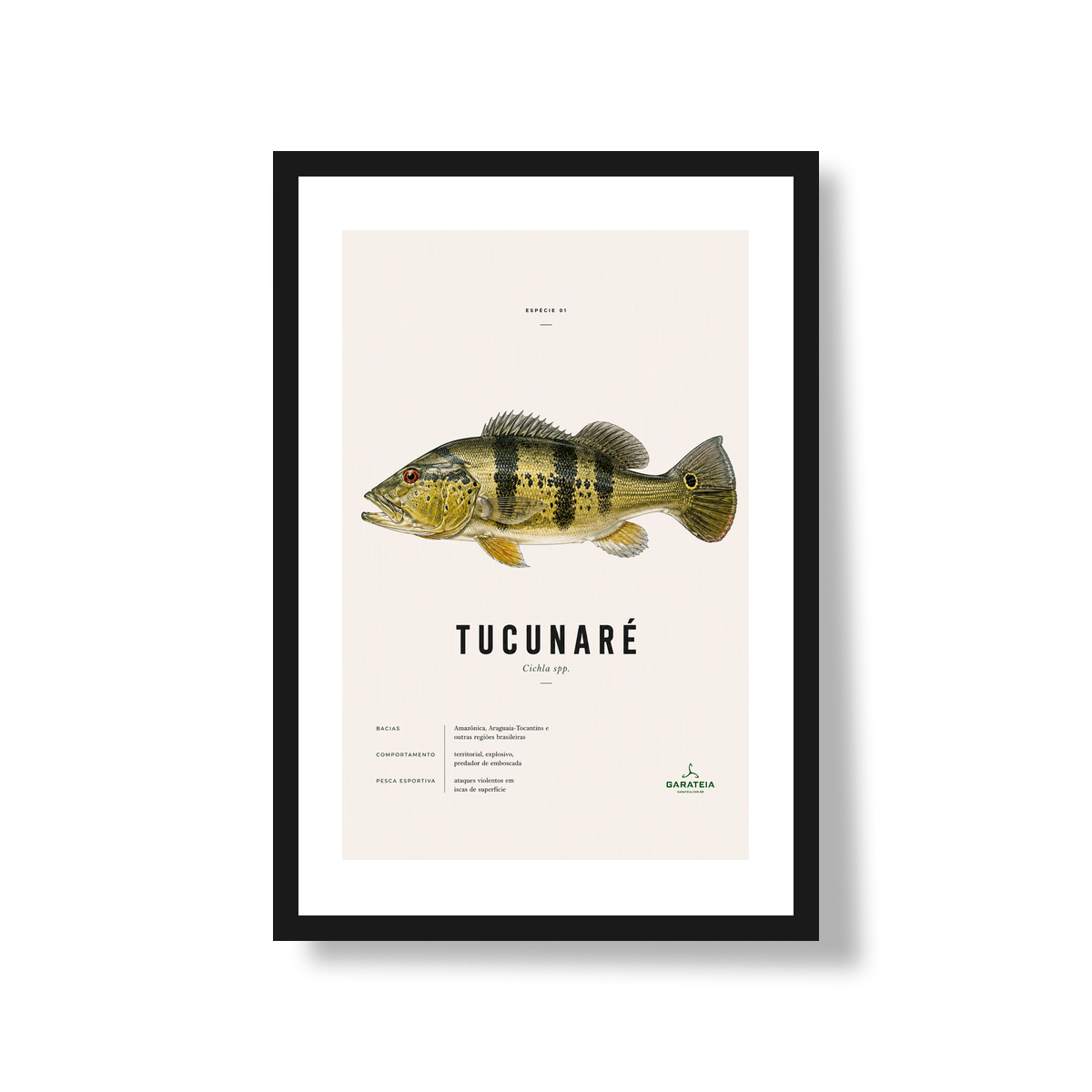 Poster Tucunaré*