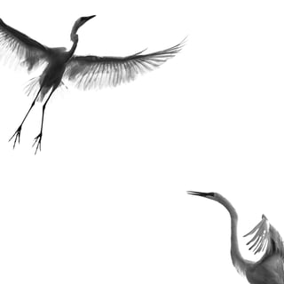 Nome do produto Camiseta Fotografia ME DE ASAS