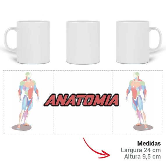 Anatomia
