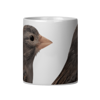 Nome do produto RAÇA ESPANHOLA