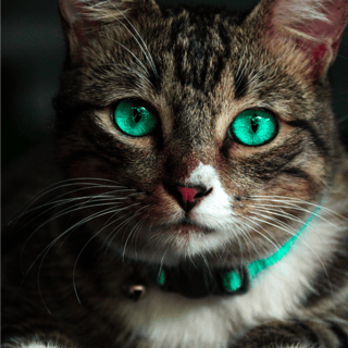 Nome do produto Poster gato olhos azuis