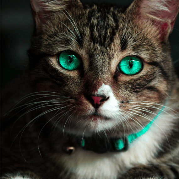 Poster gato olhos azuis