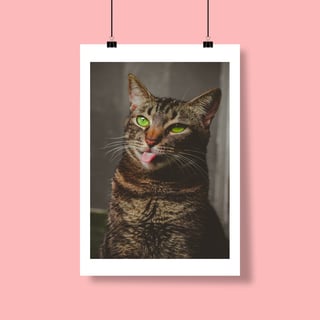 Nome do produto Poster Gato rajado