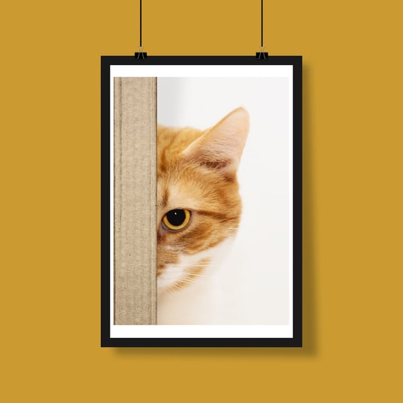 Poster gato escondido
