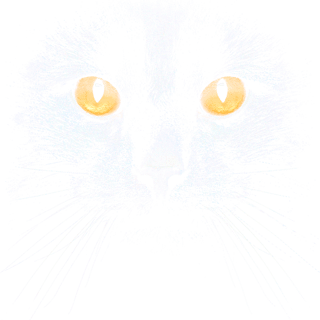 Nome do produto Camiseta Preta Olhar de Gato Minimalista - Algodão Confort