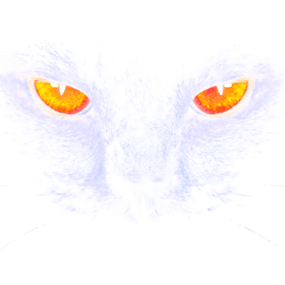 Nome do produto Camiseta Preta Olhar de Gato Amarelo - 100% Algodão Unissex