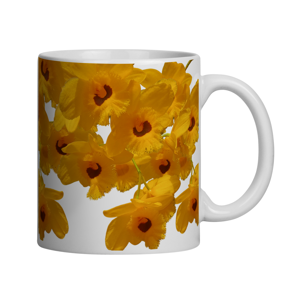 Caneca D.Fimbriatum