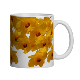 Caneca D.Fimbriatum