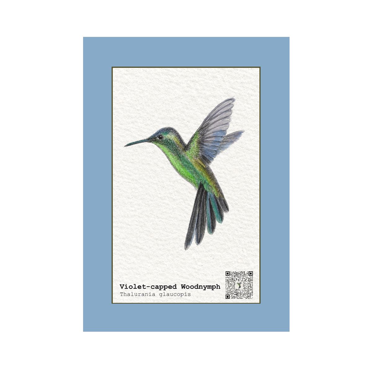 Quadro Beija-flor-de-fronte-violeta