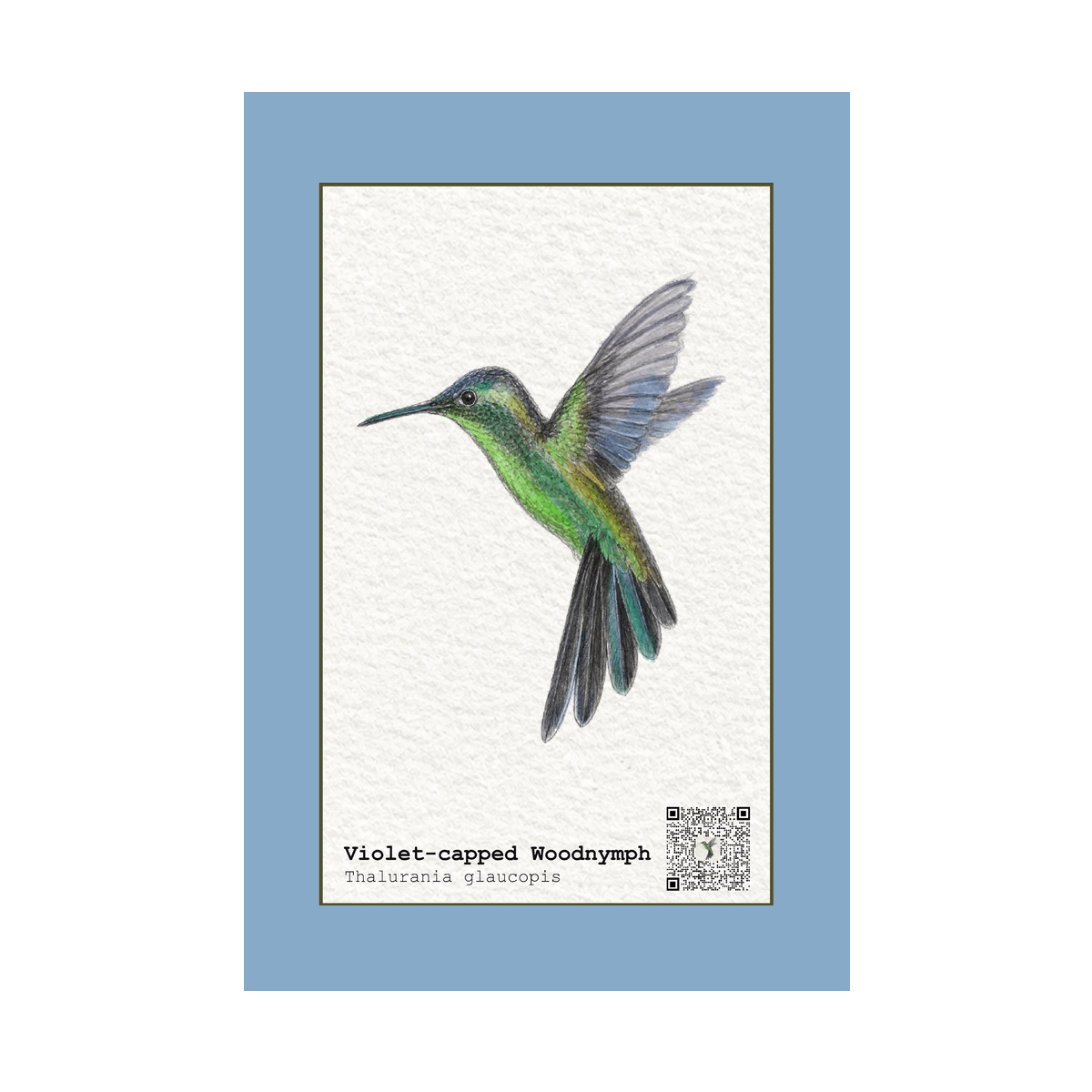 Quadro Beija-flor-de-fronte-violeta