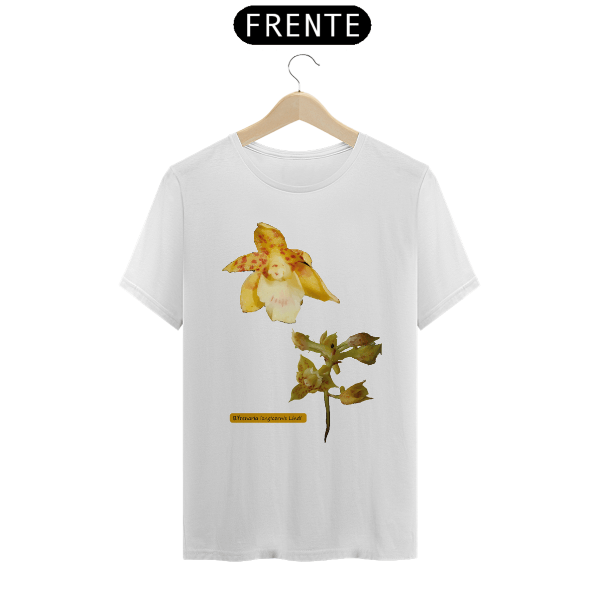 Nome do produto: Orquídeas Amazônicas Camisas - Bifrenaria longicornis Lindl