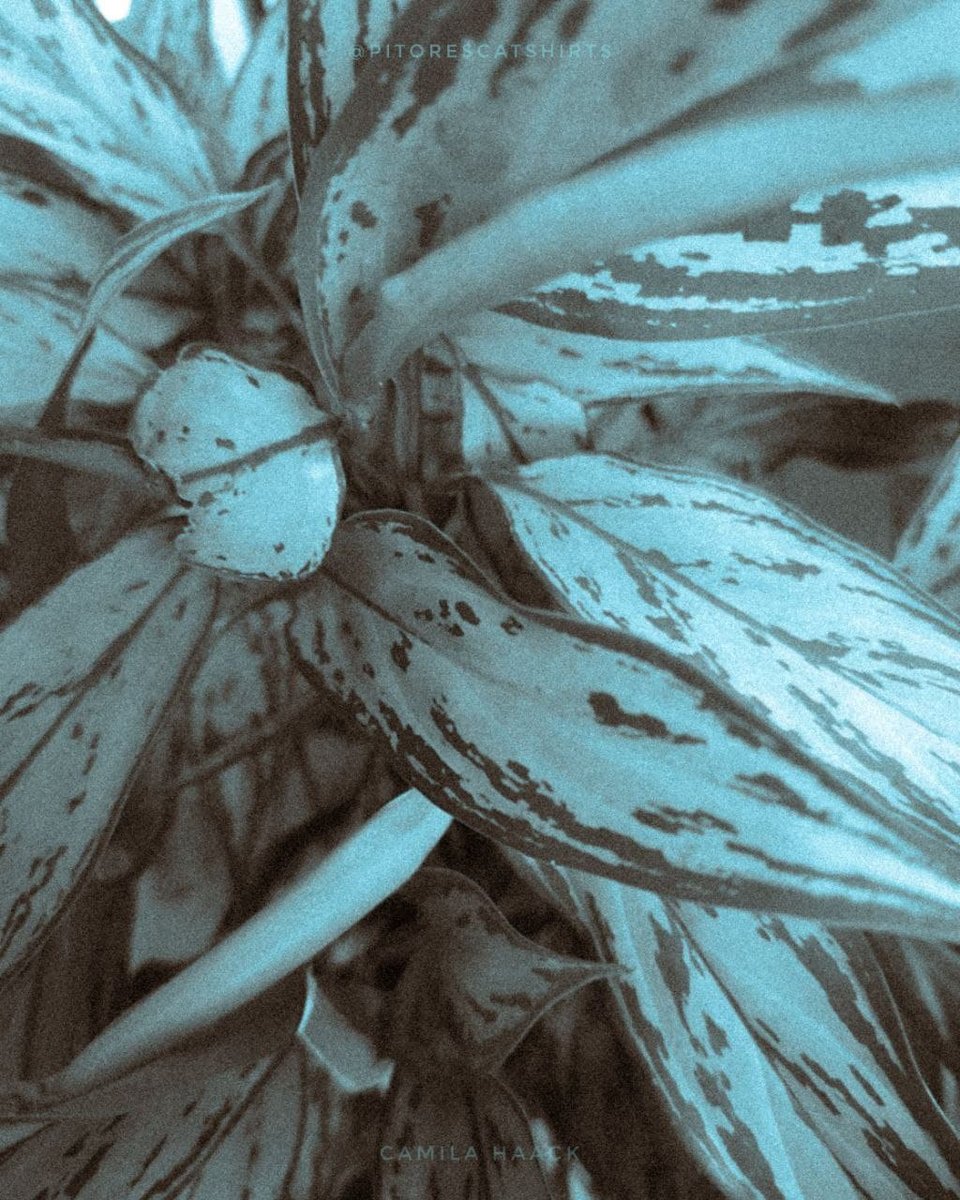 Nome do produto: Alinhamento