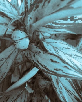 Nome do produto  Alinhamento