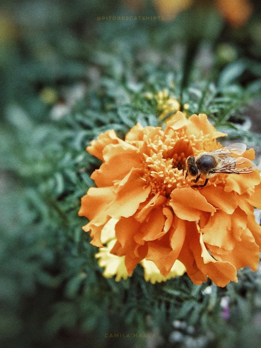 Nome do produto: Abelha mel