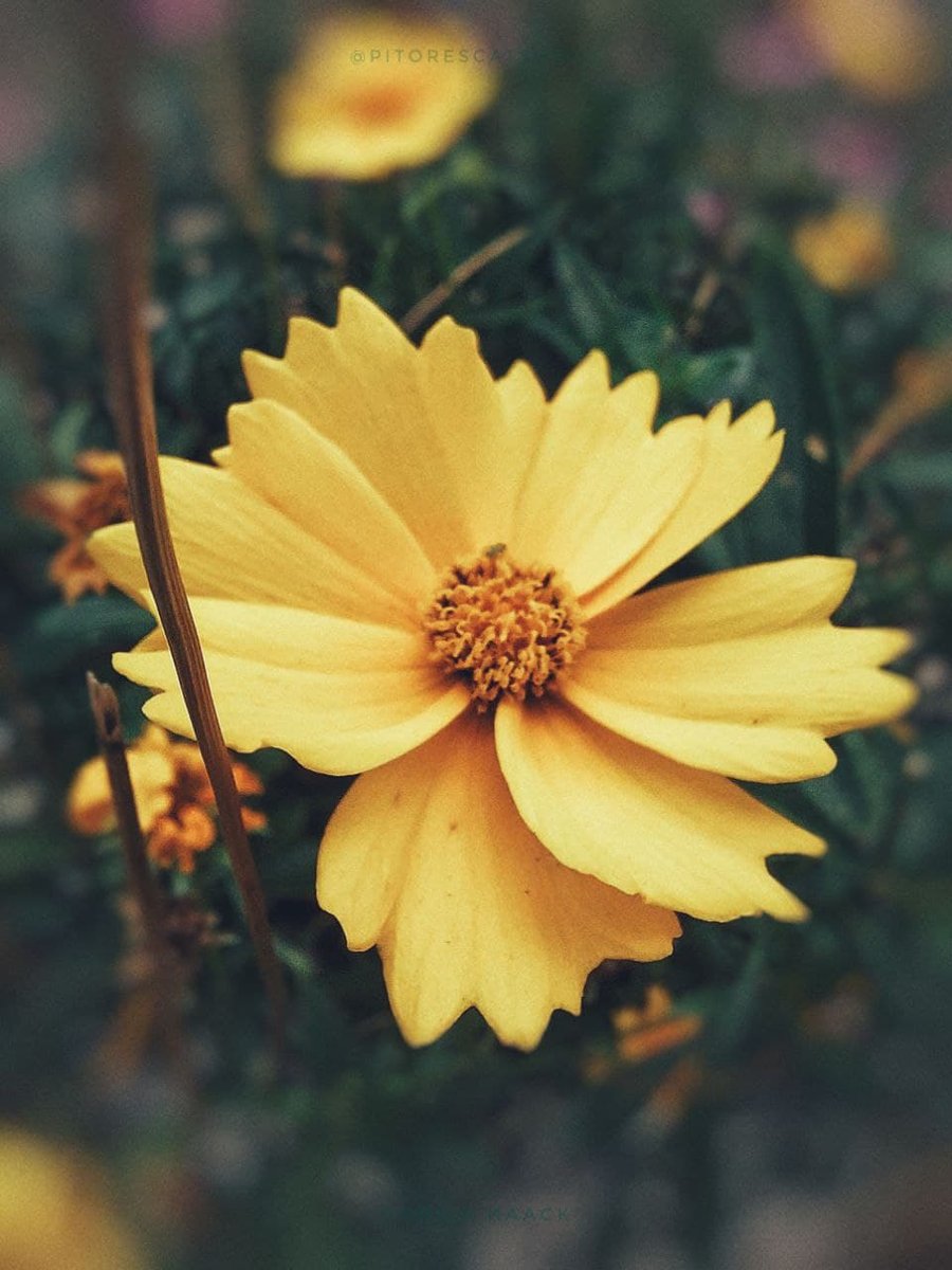 Nome do produto: Amarela Flor