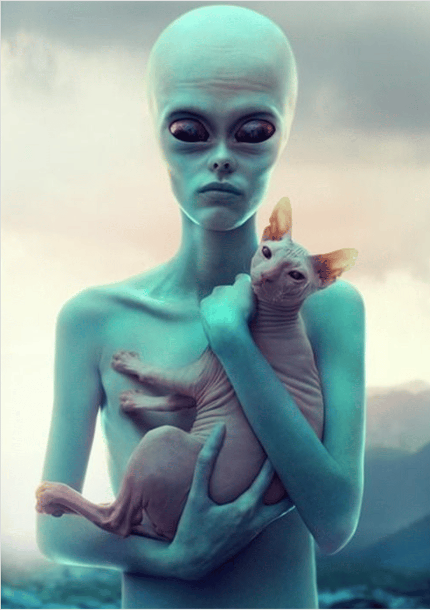Nome do produto: Poster - Alien & Gato