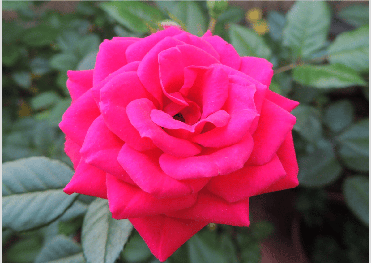 Nome do produto: Flower