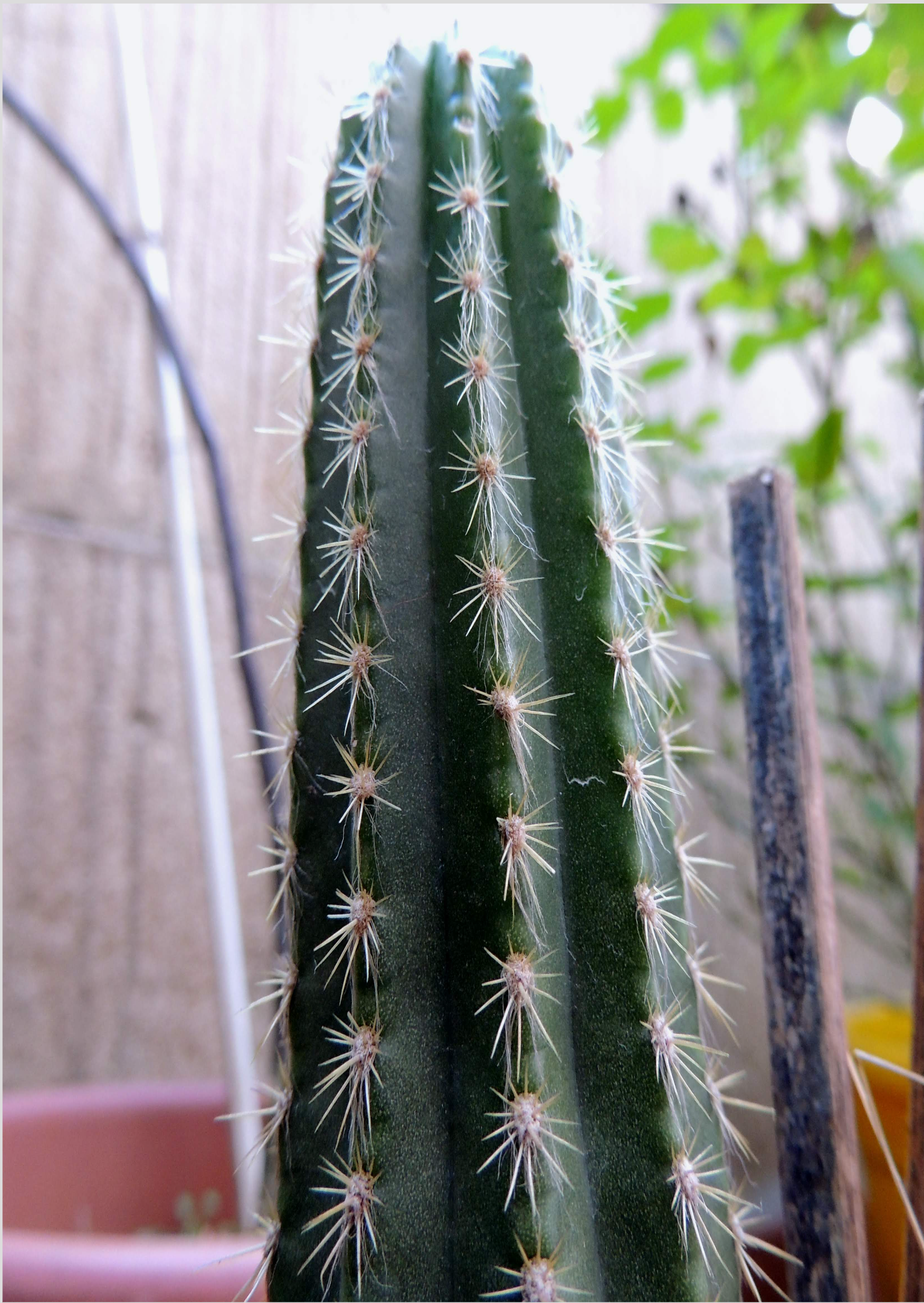 Cactus