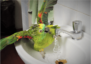 Parrot Bath