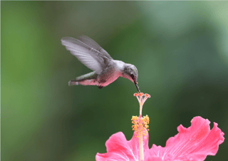 Nome do produto POSTER BEIJA FLOR