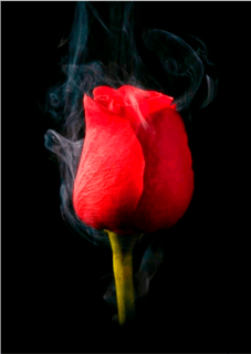 Pôster Rosa