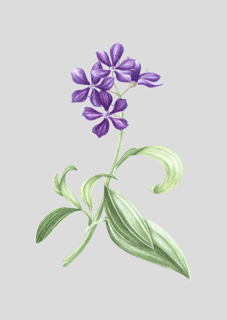 Nome do produtoTibuquina, Pôster Papel fotográfico