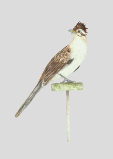 Nome do produtoMatitaperê, Pôster Papel fotográfico