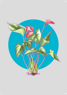 Nome do produtoAntúrio, Pôster Canvas