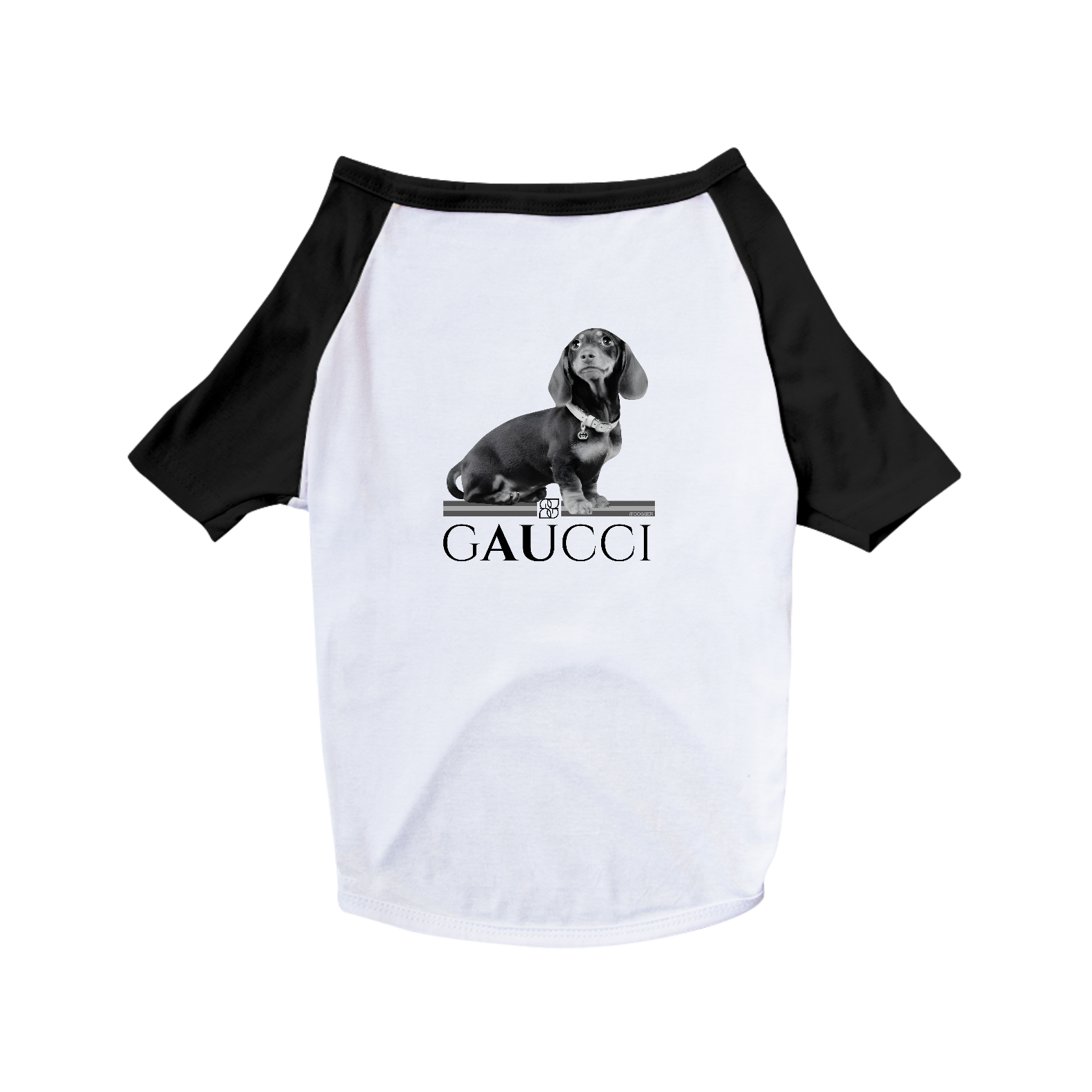 Gaucci - Fashion Dog