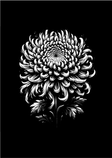 Nome do produto POSTER CHRYSANTHEMUM