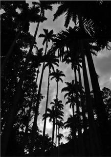 Nome do produto Jardim Botânico 03<br>Poster / Retrato