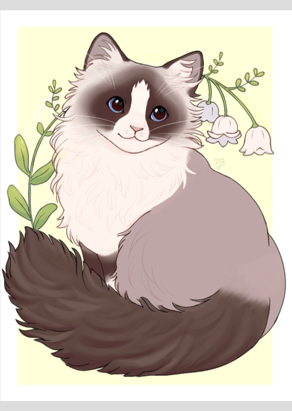 Poster Gatinho Ragdoll