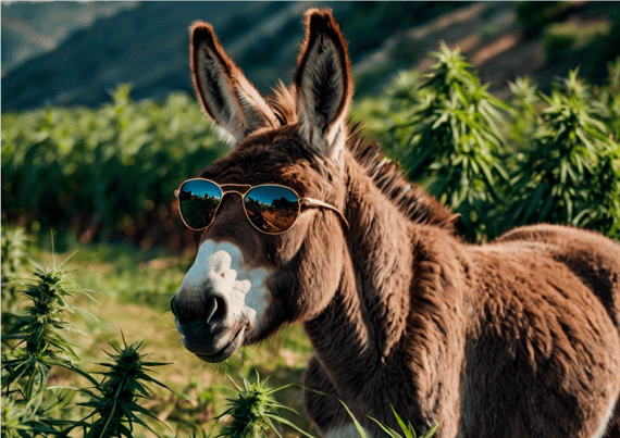 Poster Burro na Plantação