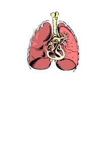 Nome do produtoLungs and Heart