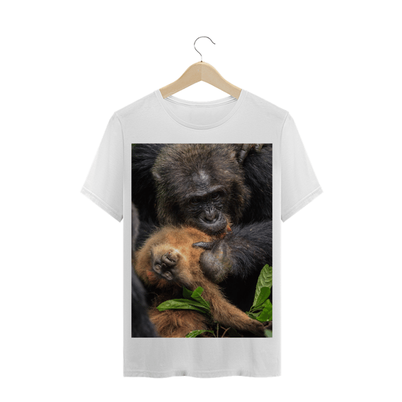 CHIMPANZÉ PREDANDO UM MACACO COLOBUS VERMELHO (Piliocolobus preussi)