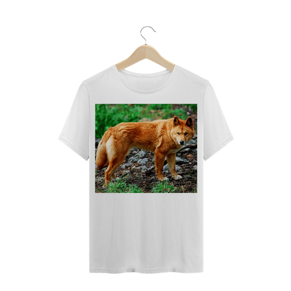DINGO