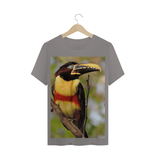 Nome do produto ARAÇARI CASTANHO (Pteroglossus castanotis) - AVE