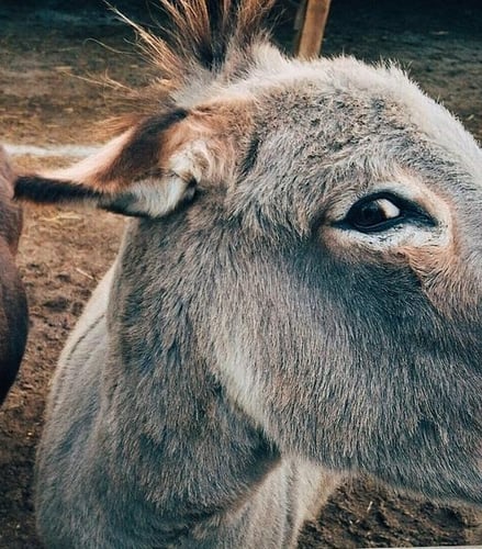 Logo da loja mulestampas