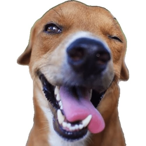 Logo da loja Carakiloko