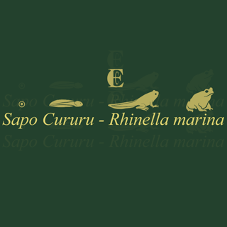 Nome do produto Metamorfose - Sapo (Pima)